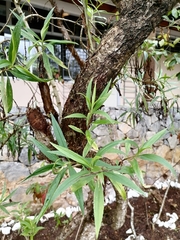 Barkleyanthus salicifolius