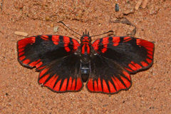 Haemactis sanguinalis