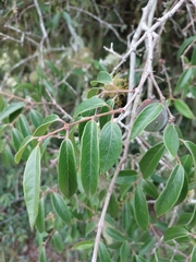 Eugenia myrcianthes