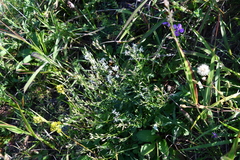 Silene foliosa