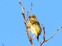 Ploceus velatus caurinus