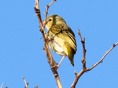 Ploceus velatus caurinus