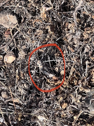 iNaturalist observation photo of Spur-throated Grasshoppers