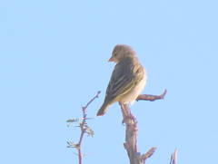 Ploceus velatus caurinus
