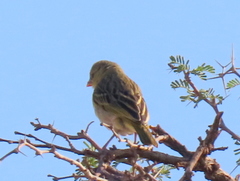 Ploceus velatus caurinus