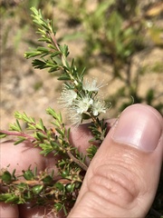 Kunzea ambigua