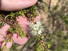 Kunzea ambigua