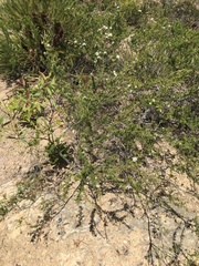 Kunzea ambigua