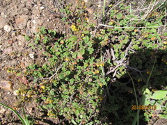 Hermannia prismatocarpa