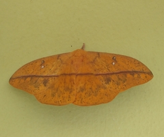 Lonomia orientocordillera