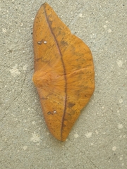 Lonomia orientocordillera