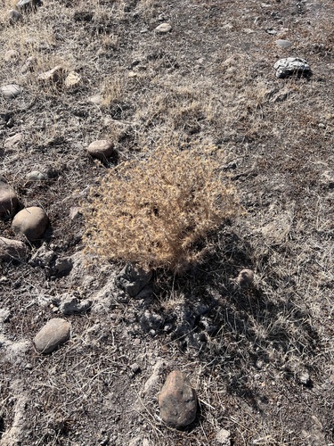 iNaturalist observation photo of Asteroideae