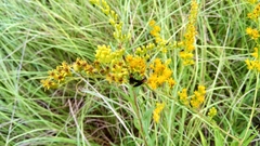 Solidago leavenworthii
