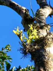Epidendrum difforme