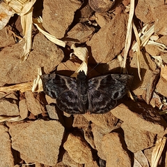 Ebrietas anacreon anacreon