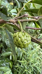 Annona