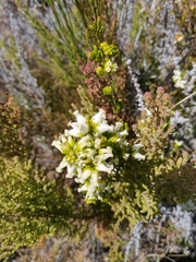 Erica denticulata