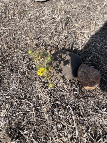 iNaturalist observation photo of Fitch's tarweed