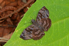 Ebrietas anacreon