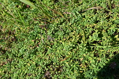 Thymus semiglaber