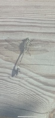 Gomphurus