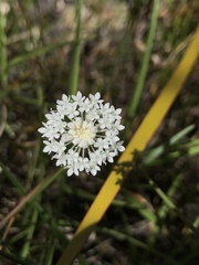 Trachymene incisa