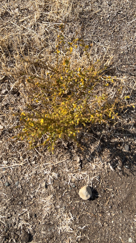 iNaturalist observation photo of Asteroideae