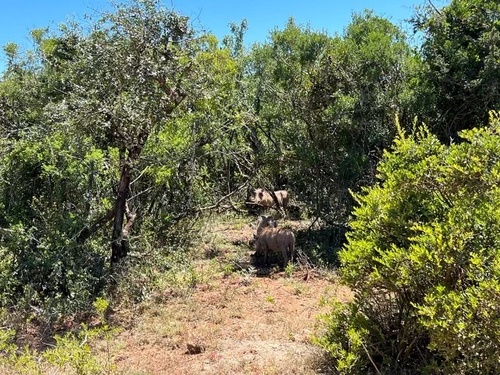 Common Warthog