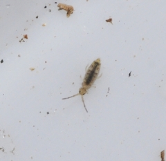 Entomobrya nigrocincta