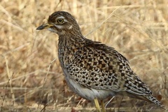 Burhinus capensis