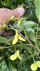 Annona