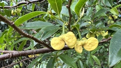 Annona