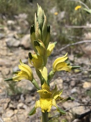 Chloraea