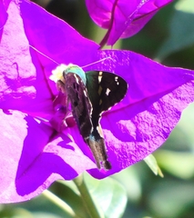 Urbanus proteus proteus