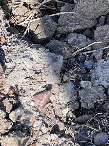 iNaturalist observation photo of Devastating Grasshopper