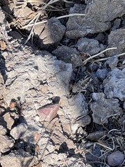 Melanoplus devastator