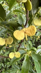 Annona
