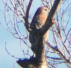 Buteo lineatus elegans