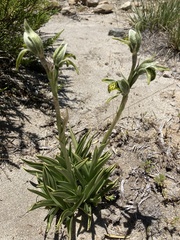 Chloraea viridiflora