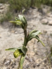 Chloraea viridiflora