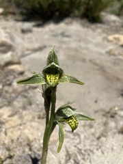 Chloraea viridiflora