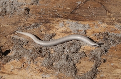 Plestiodon reynoldsi