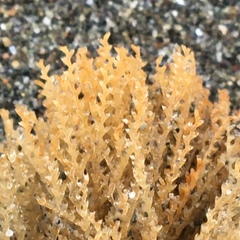 Abietinaria