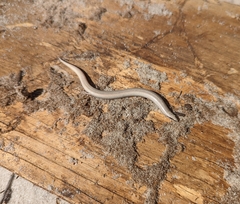 Plestiodon reynoldsi