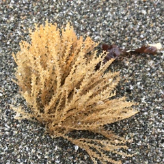 Abietinaria