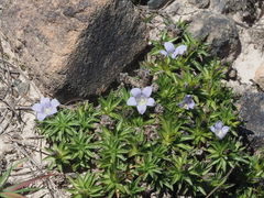 Craterocapsa tarsodes