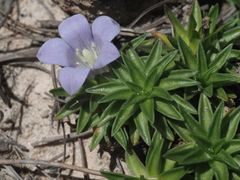 Craterocapsa tarsodes