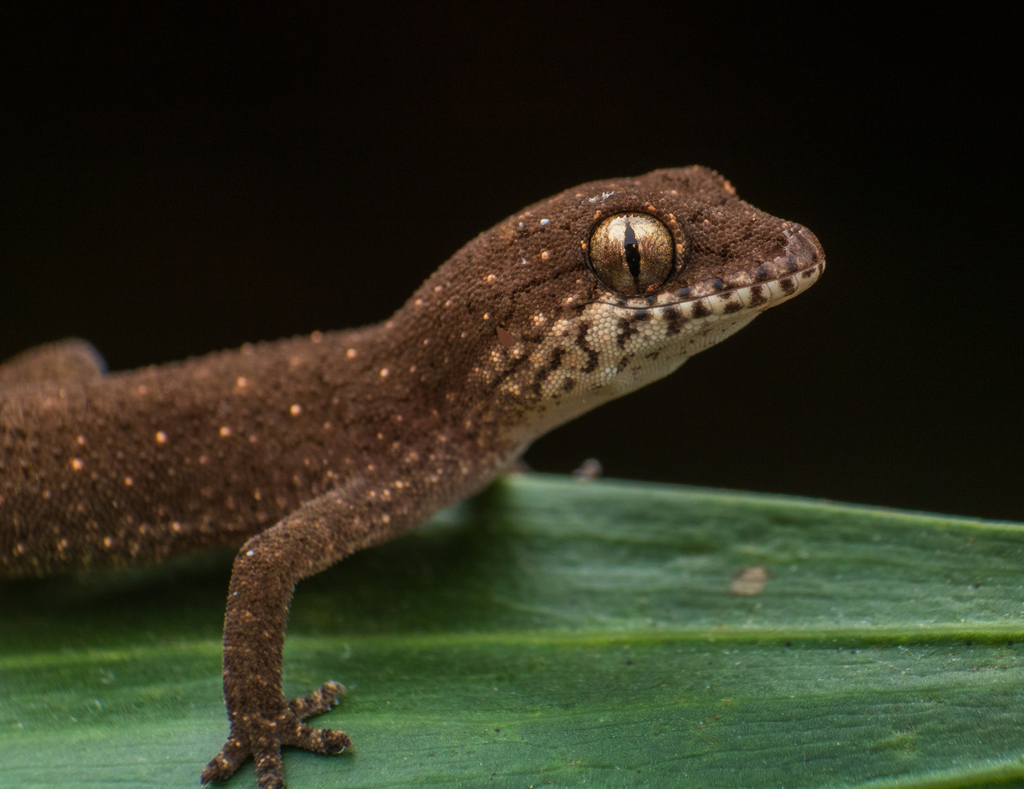 Reticulate Leaf-toed Gecko