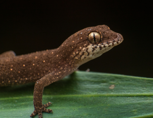 Reticulate Leaf-toed Gecko