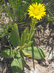 Berkheya rhapontica